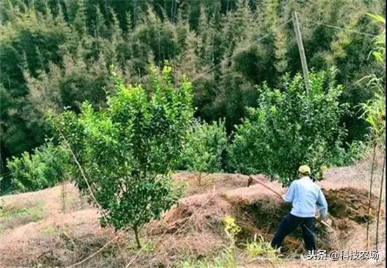 砂糖橘种植致富_砂糖橘种植成本_砂糖橘子种植