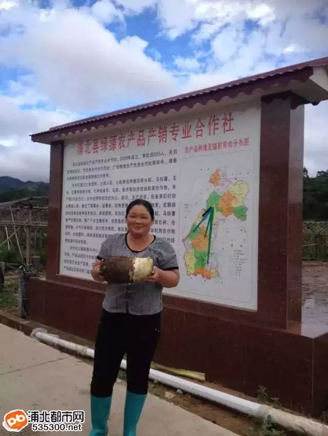 马蹄高产个大种植技术_马蹄高产种植技术大全图片_马蹄高产种植技术大全视频