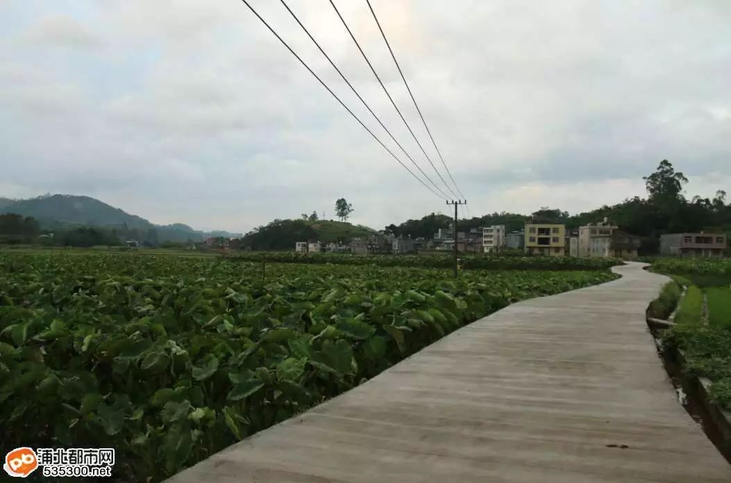 马蹄高产种植技术大全图片_马蹄高产个大种植技术_马蹄高产种植技术大全视频