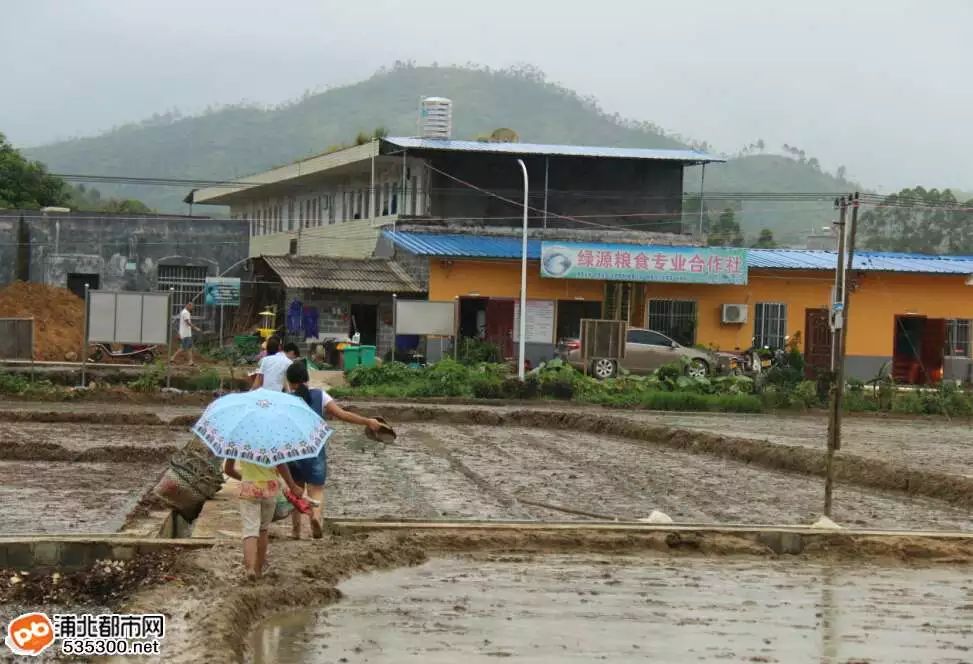 马蹄高产种植技术大全视频_马蹄高产个大种植技术_马蹄高产种植技术大全图片