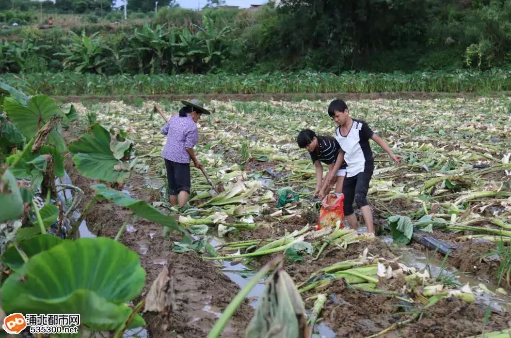 马蹄高产个大种植技术_马蹄高产种植技术大全图片_马蹄高产种植技术大全视频