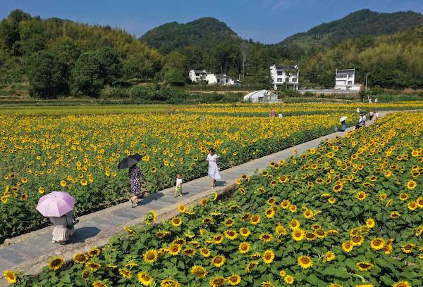 黄山农村种植致富_黄山的农村_黄山市适合种植的果树