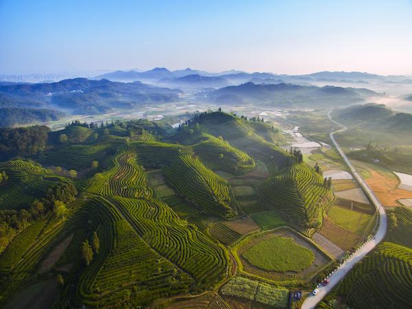 黄山市适合种植的果树_黄山的农村_黄山农村种植致富