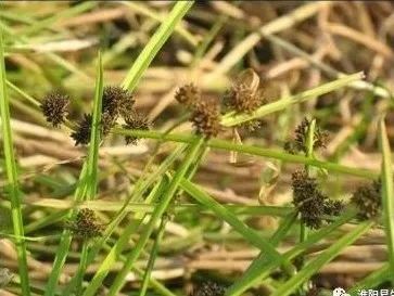 马蹄高产个大种植技术_马蹄高产个大种植视频_马蹄高产种植技术大全图解