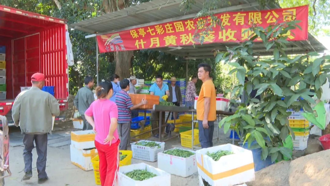 江西秋葵种植致富_秋葵种植基地_致富江西种植秋葵视频