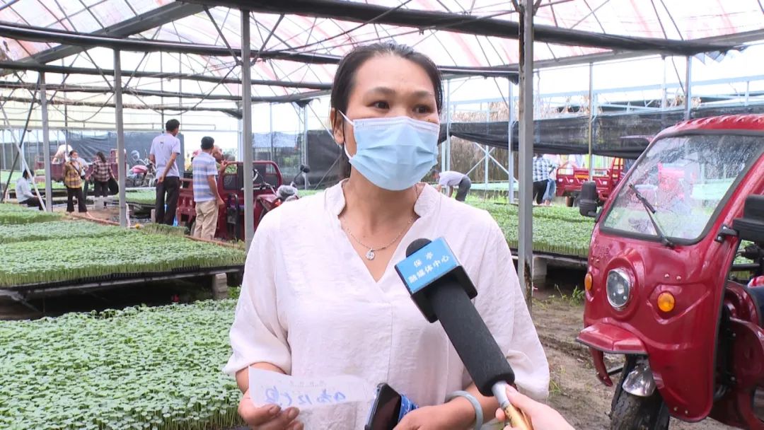 秋葵种植基地_致富江西种植秋葵视频_江西秋葵种植致富