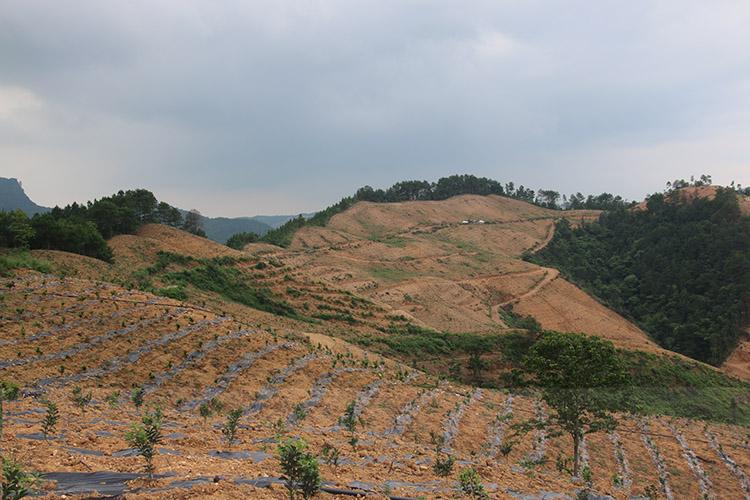 致富橘种植砂糖好吗_砂糖橘种植致富_种砂糖橘赚钱吗