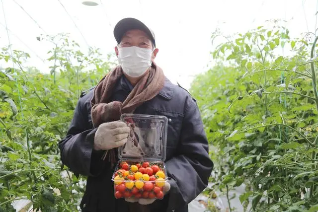 种植西红柿致富报道_西红柿种植技术交流群_致富西红柿种植报道视频