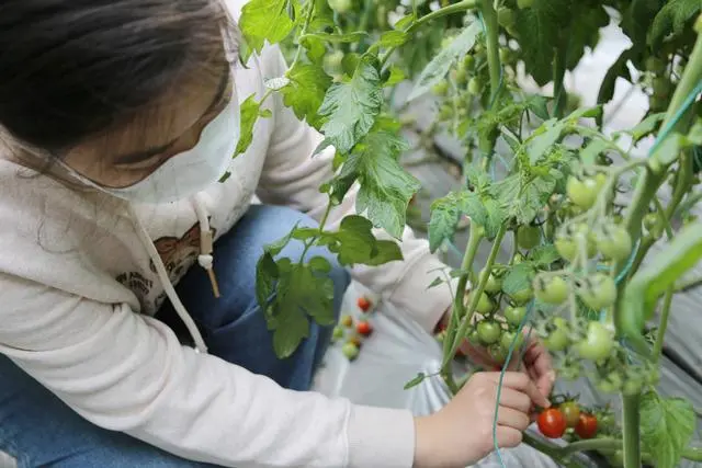 致富西红柿种植报道视频_种植西红柿致富报道_西红柿种植技术交流群