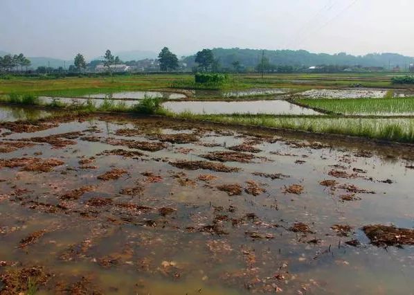 马蹄高产种植技术大全图解_马蹄高产个大种植技术_马蹄高产栽培技术