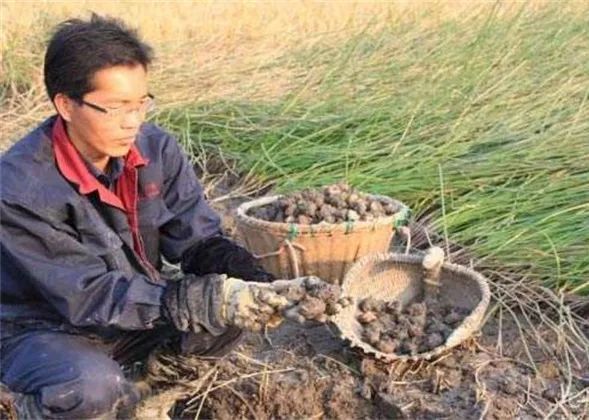 马蹄高产种植技术大全图解_马蹄高产栽培技术_马蹄高产个大种植技术