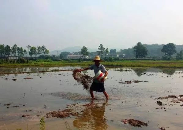 马蹄高产种植技术大全图解_马蹄高产栽培技术_马蹄高产个大种植技术