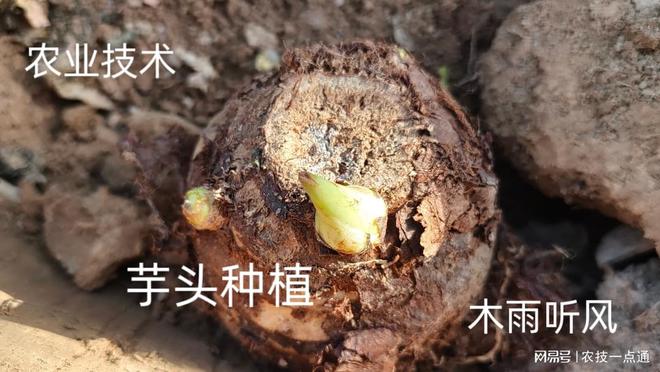 芋头种植技术与管理方法是什么样的？芋头的高产管理技术