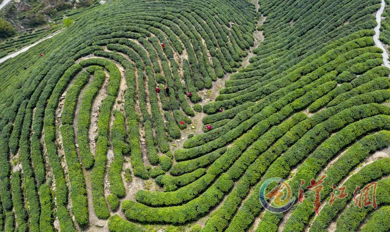 茶叶种植致富之家_茶叶致富带头人_靠茶叶致富