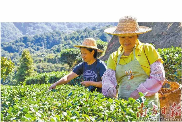 做强特色产业 交出乡村振兴满意答卷