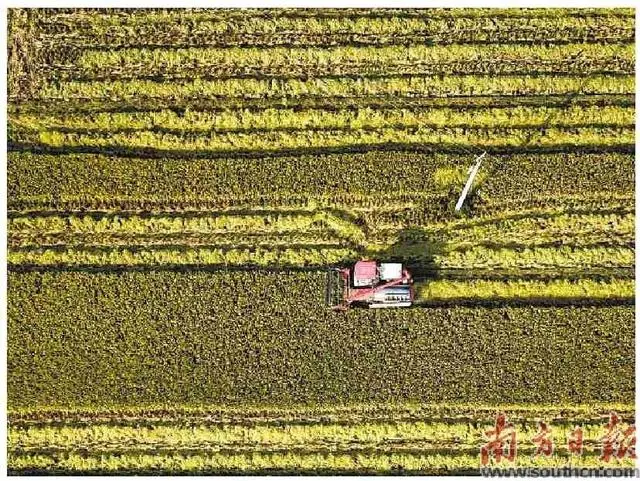 养殖致富项目梅州_梅州养殖什么有补助现在_梅州养殖什么赚钱