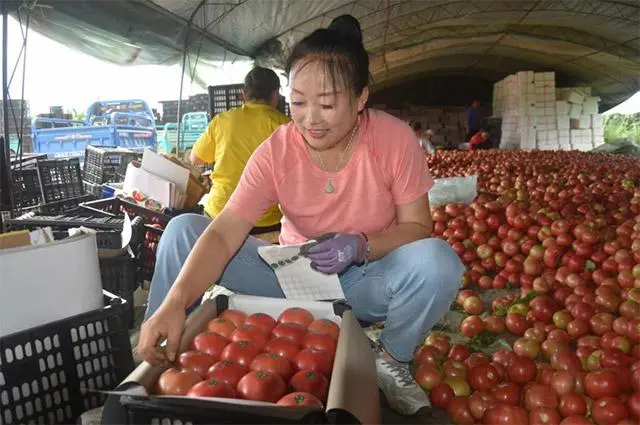 致富西红柿种植报道视频_致富西红柿种植报道怎么写_种植西红柿致富报道