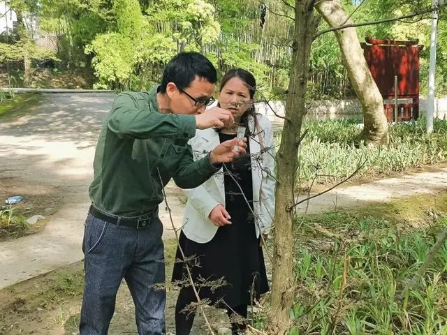 致富江西种植秋葵视频_江西秋葵种植致富_秋葵种植基地