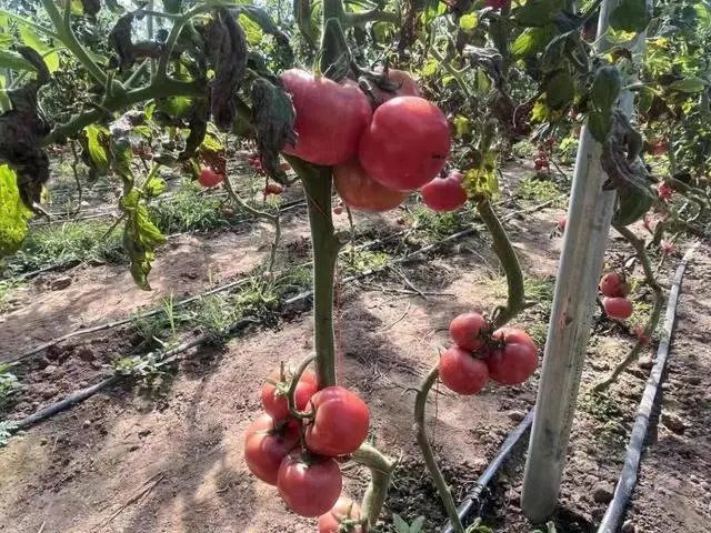 致富西红柿种植报道稿_种植西红柿致富报道_致富西红柿种植报道怎么写