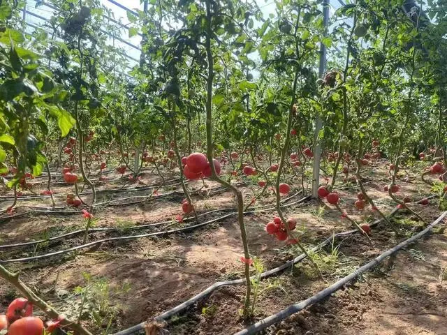 致富西红柿种植报道稿_致富西红柿种植报道怎么写_种植西红柿致富报道