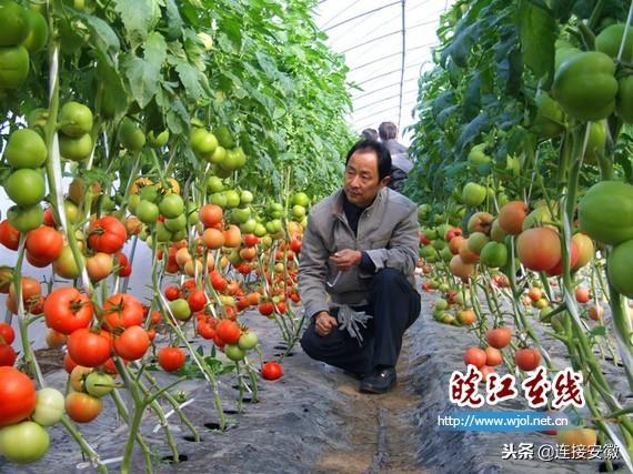 蔬菜大棚种植户_致富蔬菜大棚种植技术视频_大棚种植蔬菜致富