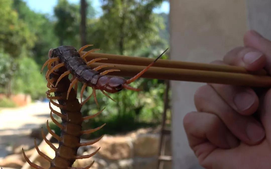 母竹鼠养殖技术视频_竹鼠养殖技术视频高清_竹鼠养殖前景