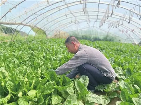 大棚种植蔬菜致富_蔬菜大棚种植户_致富蔬菜大棚种植视频