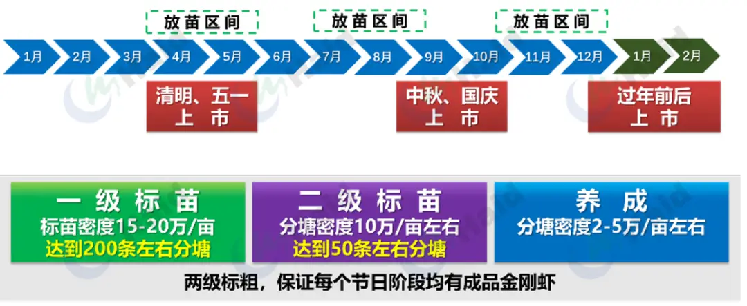 斑节对虾淡水养殖_斑节对虾养殖视频_斑节王对虾养殖技术