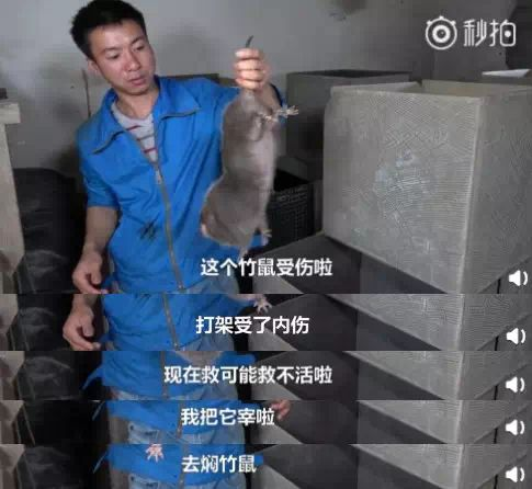 竹鼠养殖前景_竹鼠养殖视频致富经_母竹鼠养殖技术视频