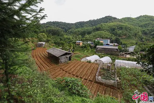 胡蜂冬天养殖技术_冬季养殖胡蜂视频致富经_胡蜂养殖视频教学