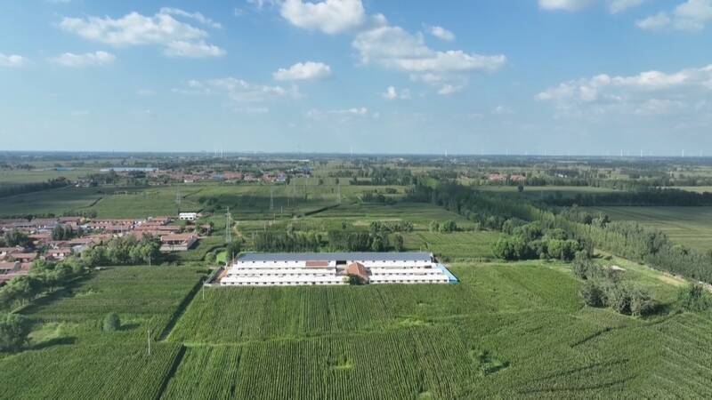 养鸽致富经_养殖鸽子致富_致富鸽子养殖基地地址