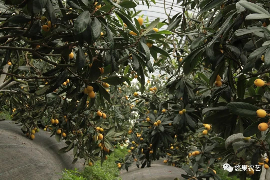 怎样种植枇杷种子_枇杷仔种植技术_枇杷种植技术视频