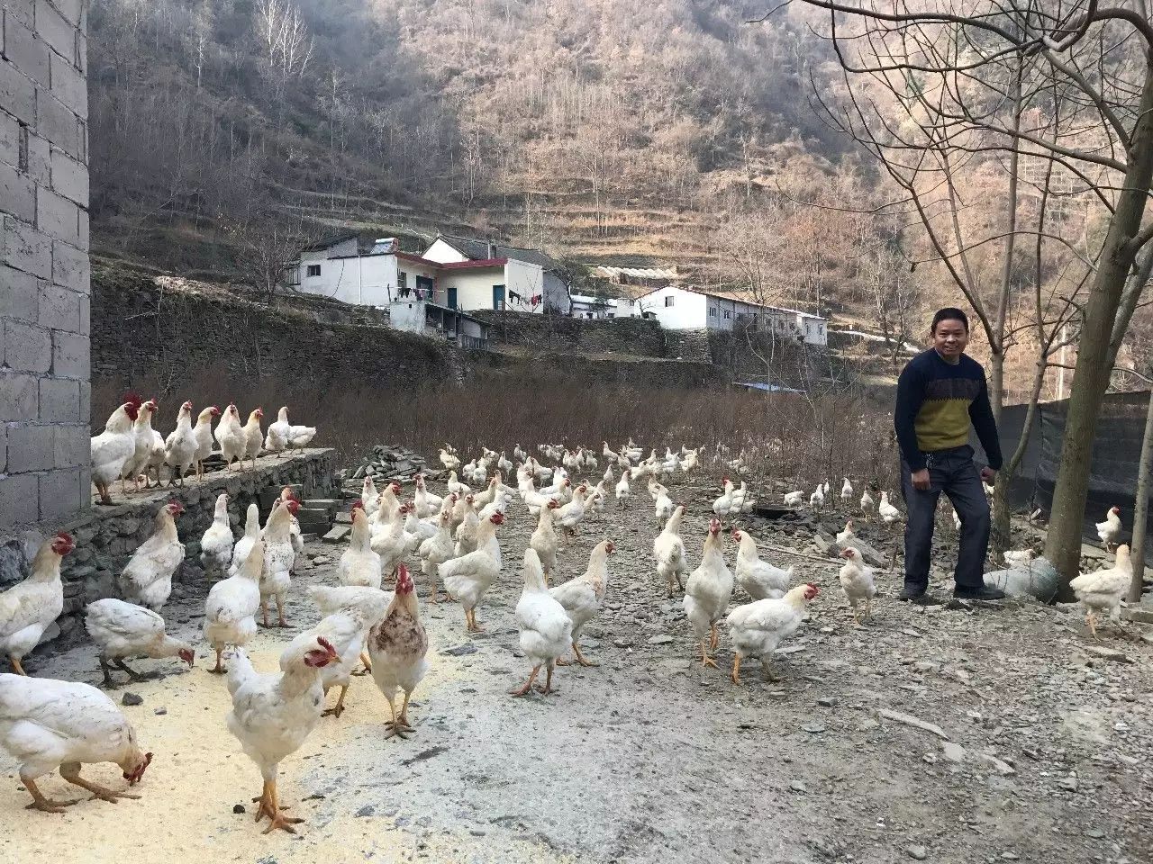 致富经土鸡养殖技术视频_新闻致富养殖土鸡视频_土鸡养殖致富新闻