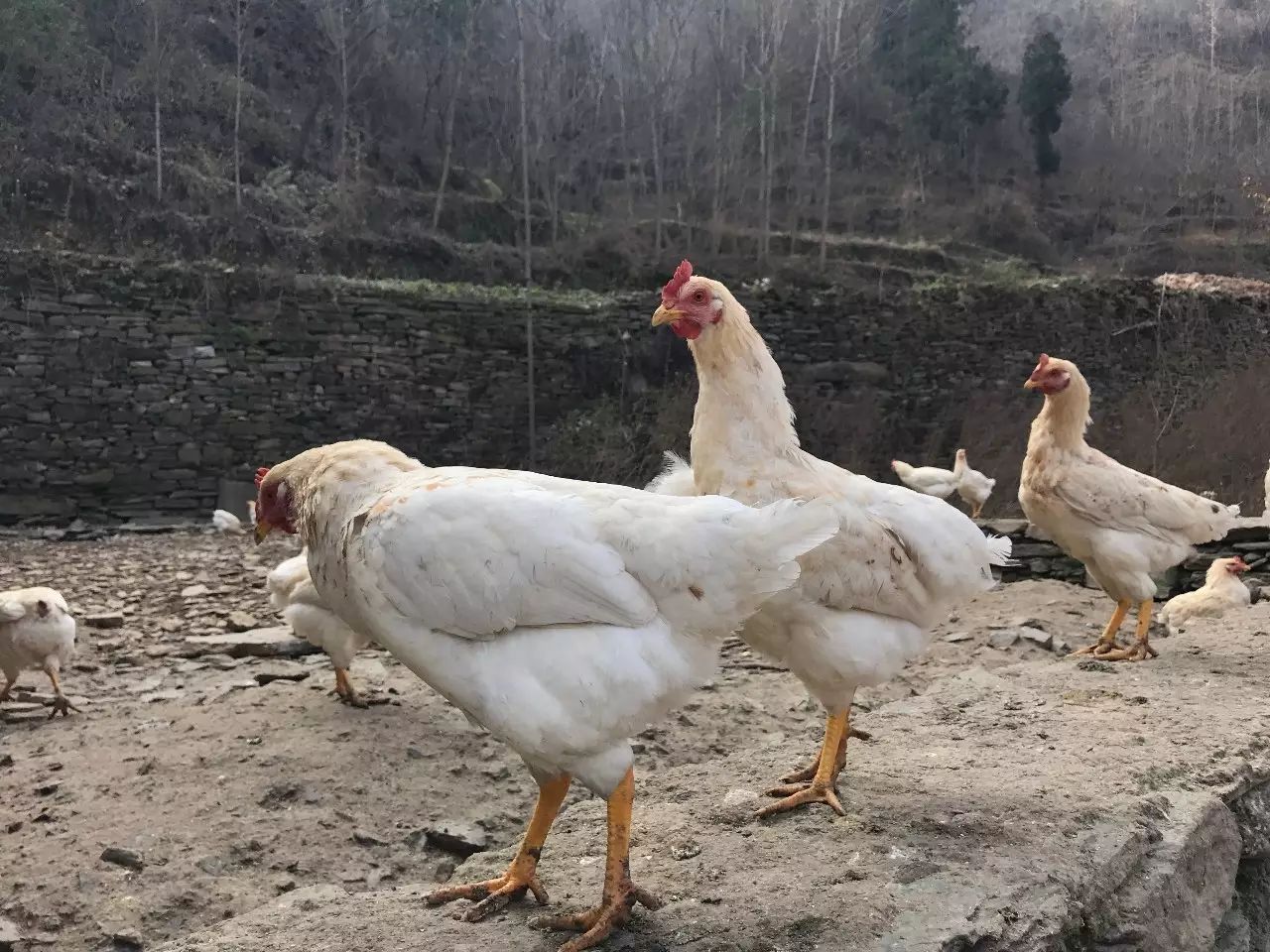 致富经土鸡养殖技术视频_土鸡养殖致富新闻_新闻致富养殖土鸡视频