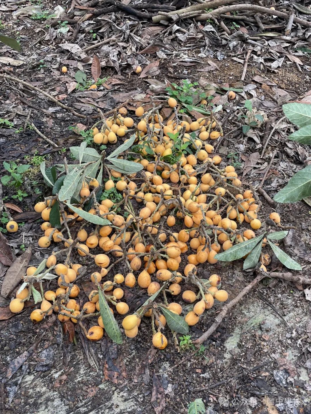 枇杷子种植_枇杷仔种植技术_怎样种植枇杷种子