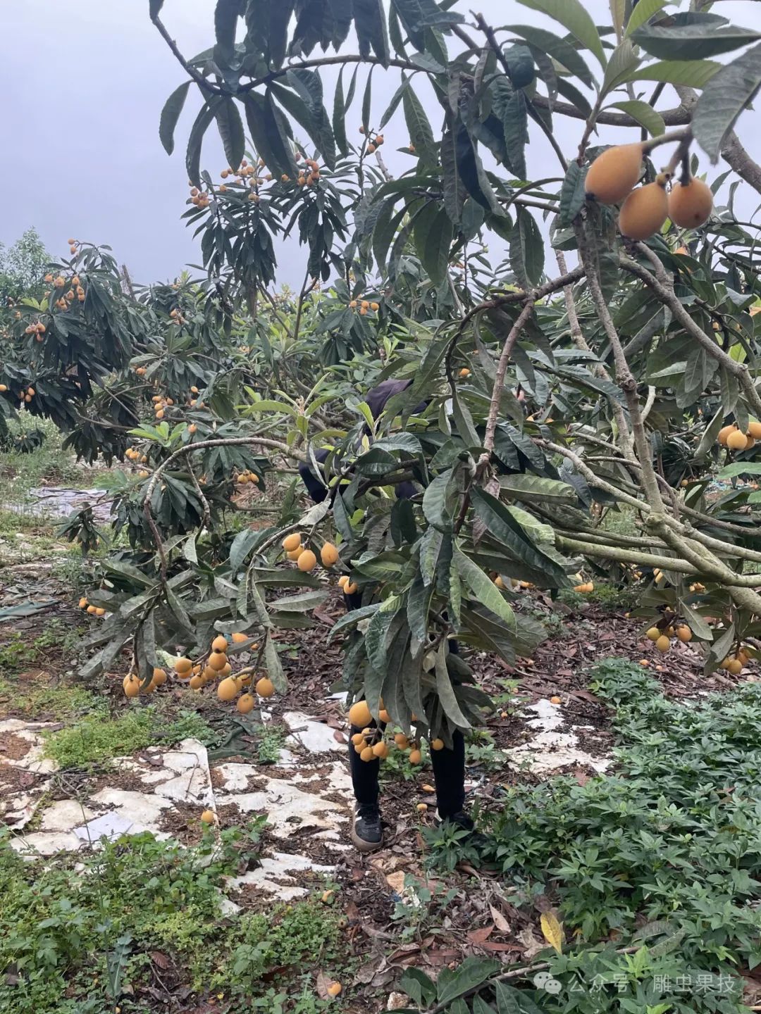 怎样种植枇杷种子_枇杷子种植_枇杷仔种植技术