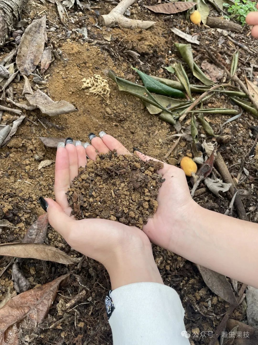 怎样种植枇杷种子_枇杷子种植_枇杷仔种植技术