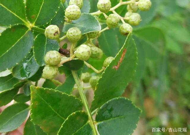 花椒种植技术和管理方法_花椒种植技术视频_关于花椒种植技术