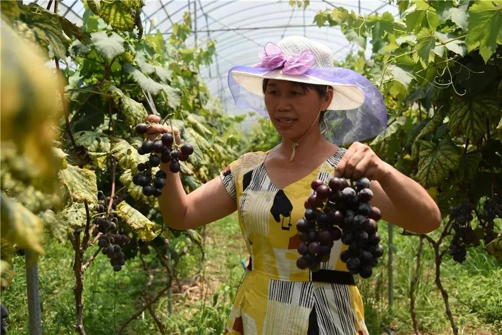 福建葡萄种植基地在哪里_福建种葡萄吗_福建种植葡萄致富