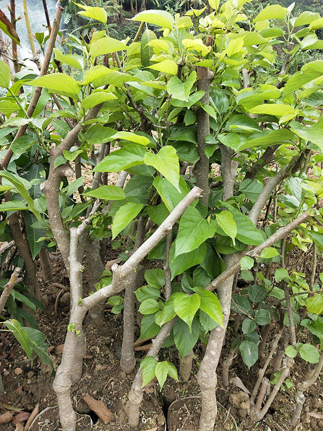 桑树怎样种植?桑树苗种植技术