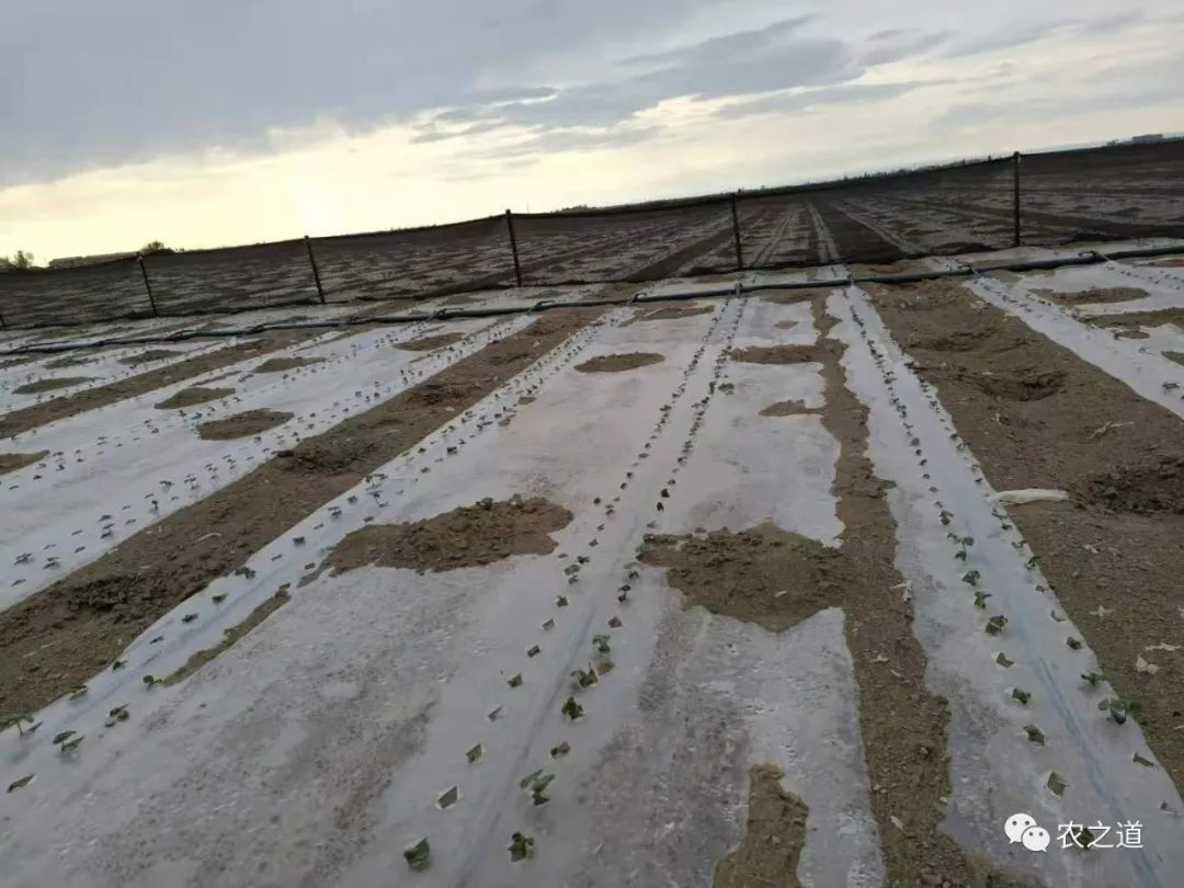 防风种子处理_防风种子的种植技术_防风的种子多少钱一斤