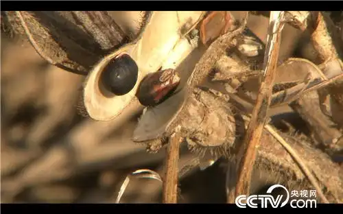 [致富经]冰天雪地 做黑豆腐 让他年卖7000万 20190124