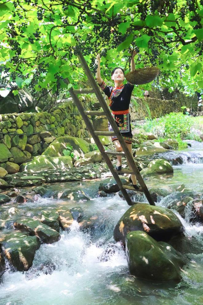 适合福建种植的葡萄品种_福建种植葡萄致富_福建葡萄品种