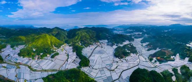 福建葡萄品种_适合福建种植的葡萄品种_福建种植葡萄致富