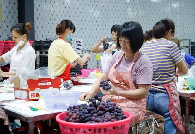 适合福建种植的葡萄品种_福建种植葡萄致富_福建葡萄品种