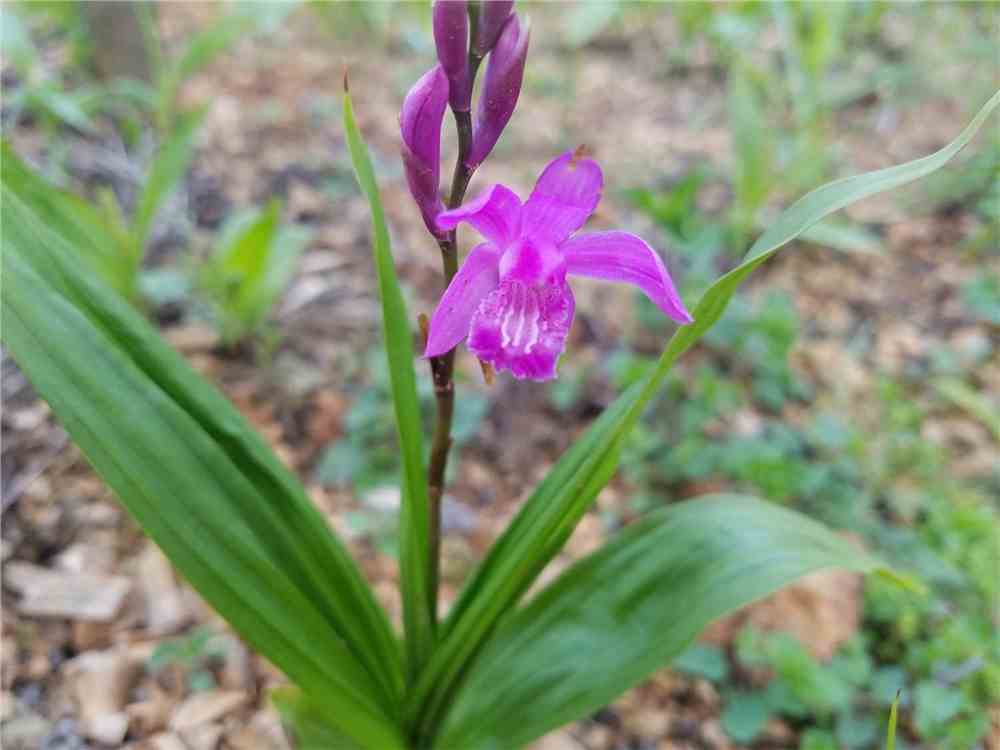 白芨的养殖方法