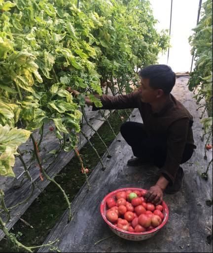 蕲春艾草种植_蕲艾怎么养殖_蕲艾种植致富