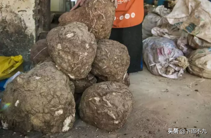 药材猪苓怎么种植技术_猪苓的种植_中药猪苓种植前景如何