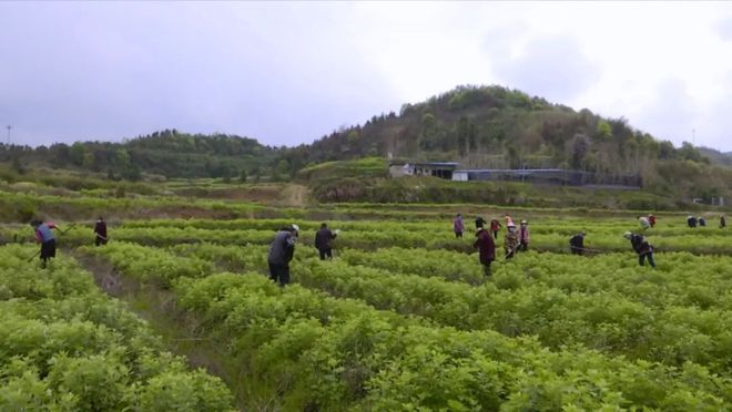 蕲艾种苗_蕲艾种植致富_蕲艾种植技术