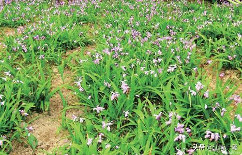 怎样种植白芨,白芨种植技术：白芨怎么种植才能高产？